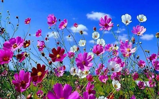 Rüyada Bahar Çiçekleri Görmek Ne Anlama Gelir