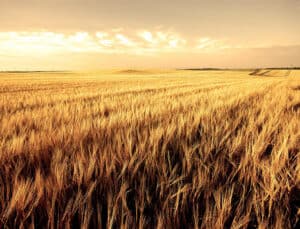 Rüyada Buğday Tarlası Görmek Ne Anlama Gelir